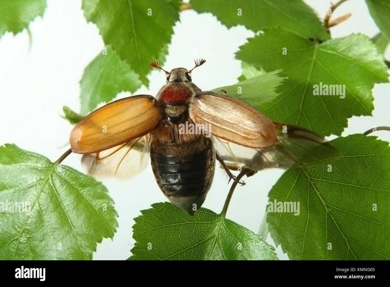Maybug on a tree branch Stock Photo Alamy