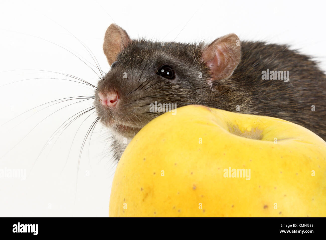 Red rats tail hires stock photography and images Alamy