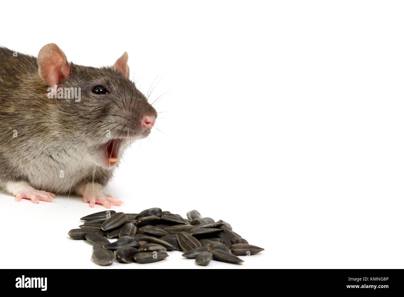 Rat teeth hires stock photography and images Alamy