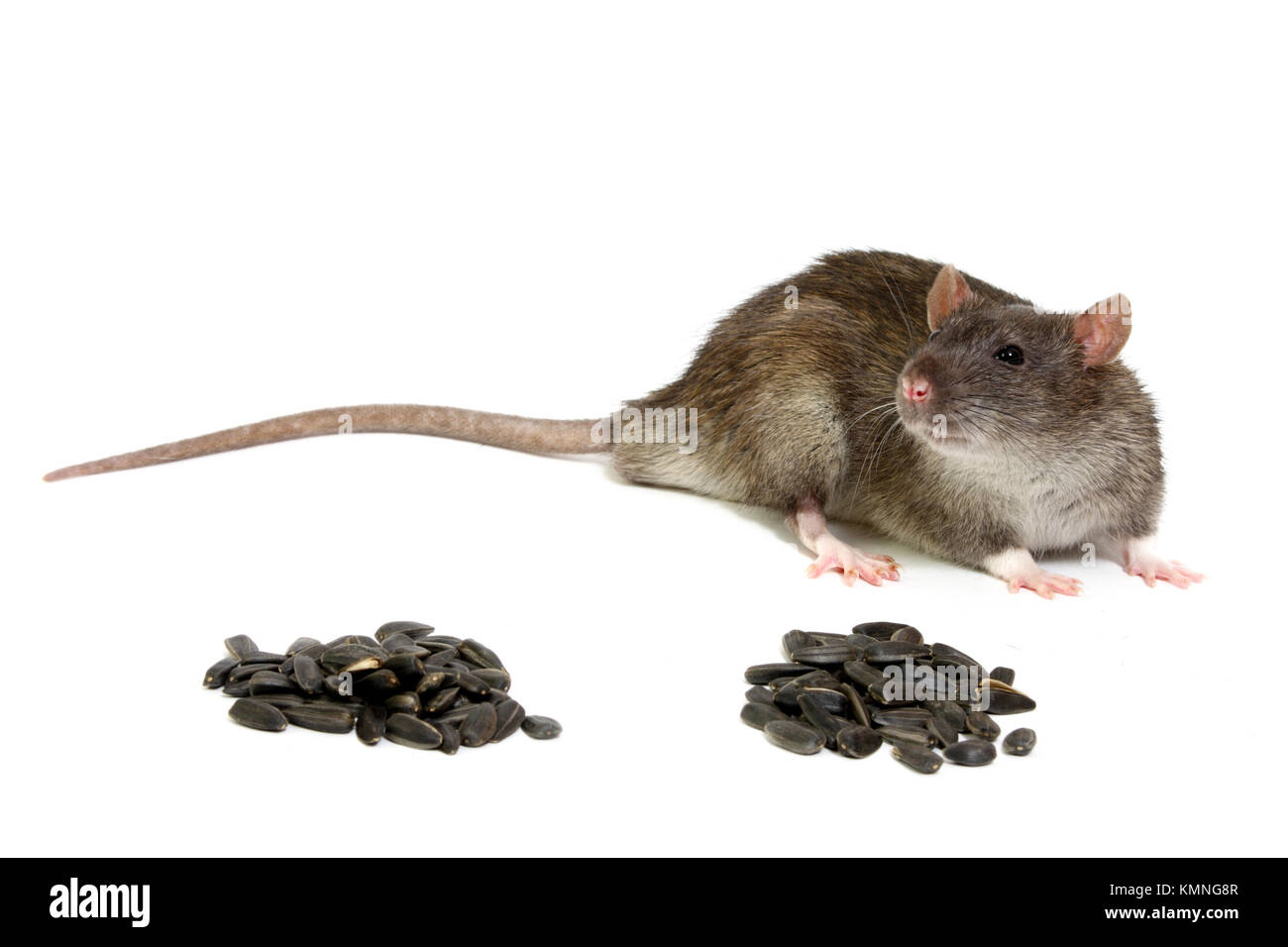The big grey rat on a white background with sunflower sunflower seeds