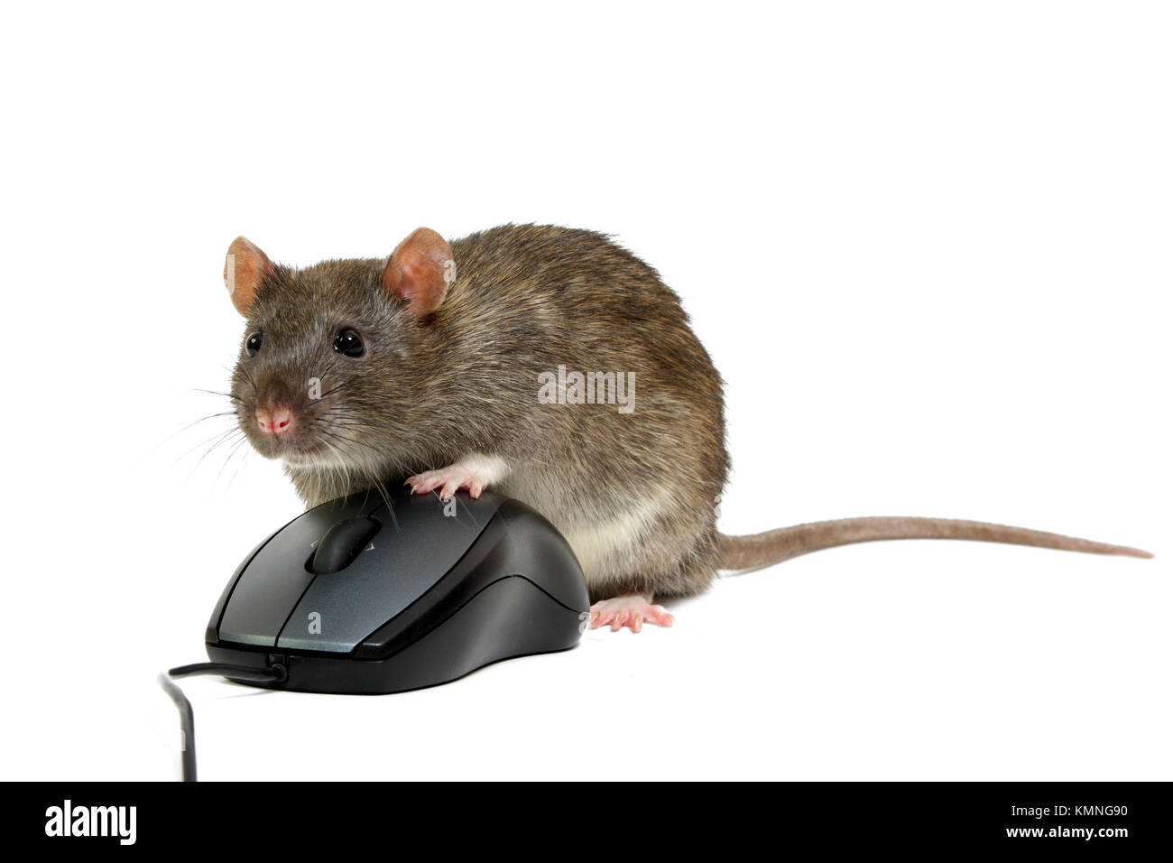 Big mouse hi-res stock photography and images - Alamy