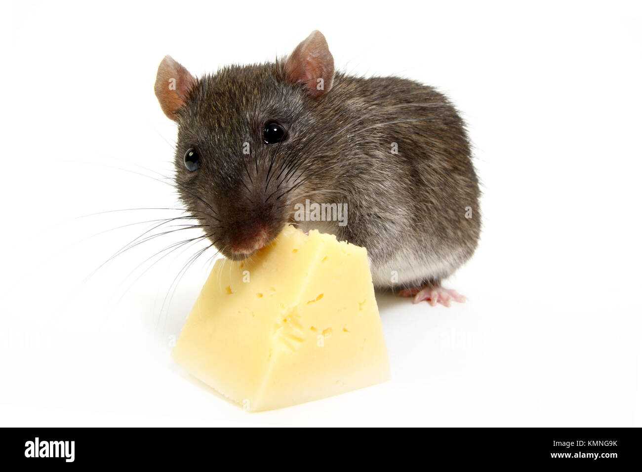 Cat feeds rat king with cheese Stock Photo by ©Iridi 311613576