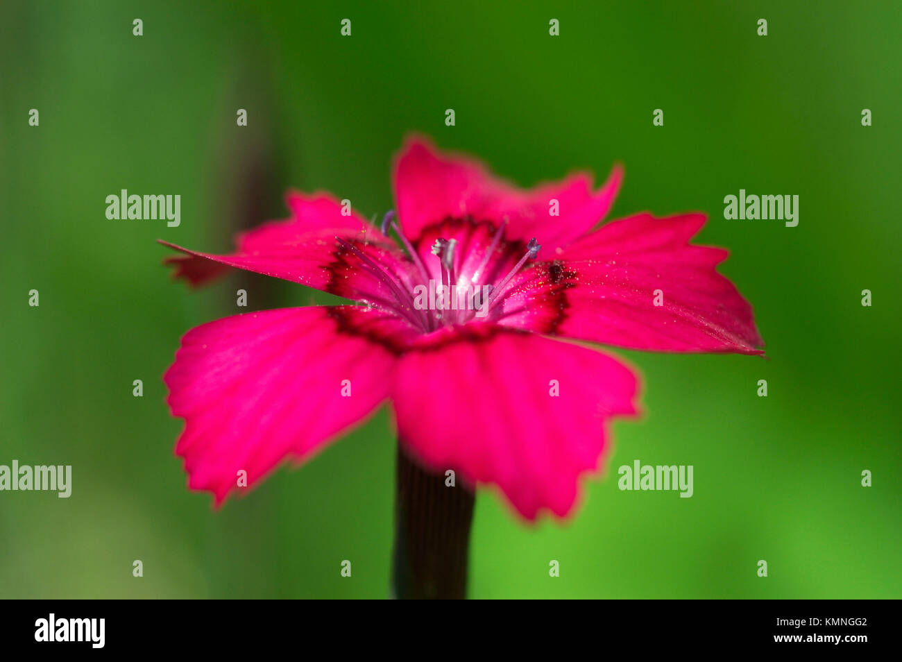Carnation (Dianthus caryophyllus Stock Photo Alamy