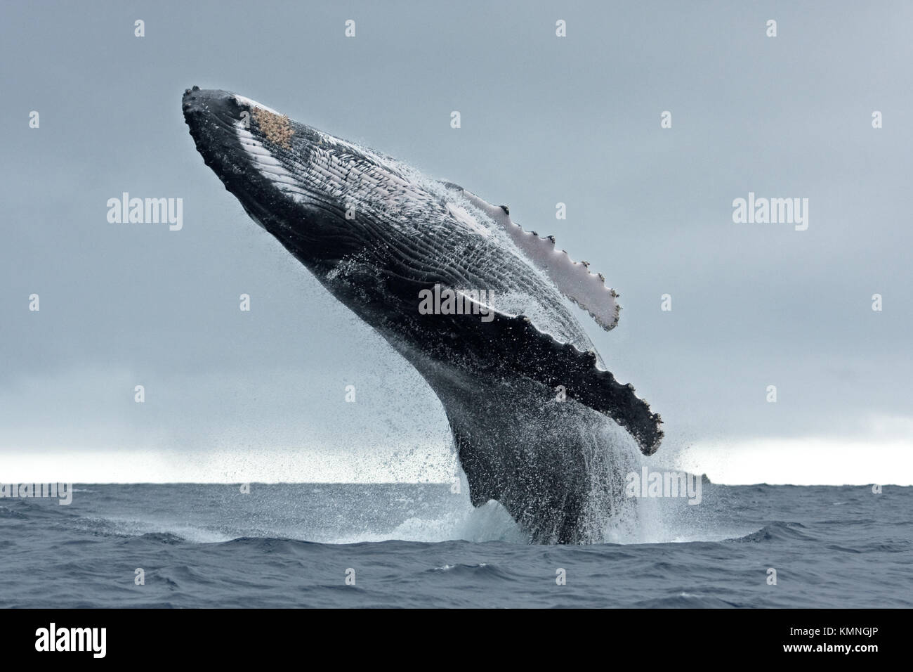 humpback whale, megaptera novaeangliae, Tonga, Vava'u island. jumping whale. Breaching whale. Stock Photo