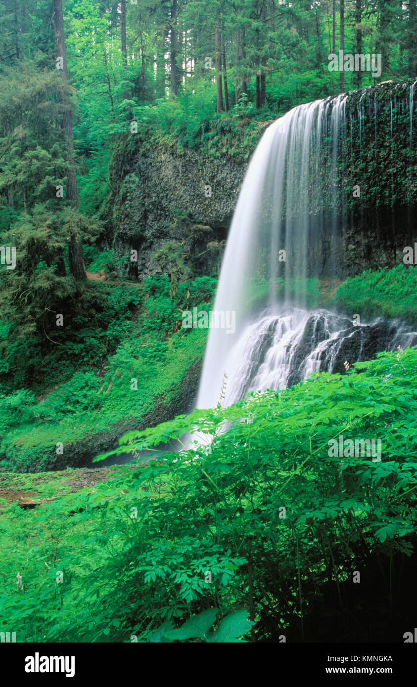 Waterfall. Silver Falls State Park. Oregon. USA Stock Photo Alamy