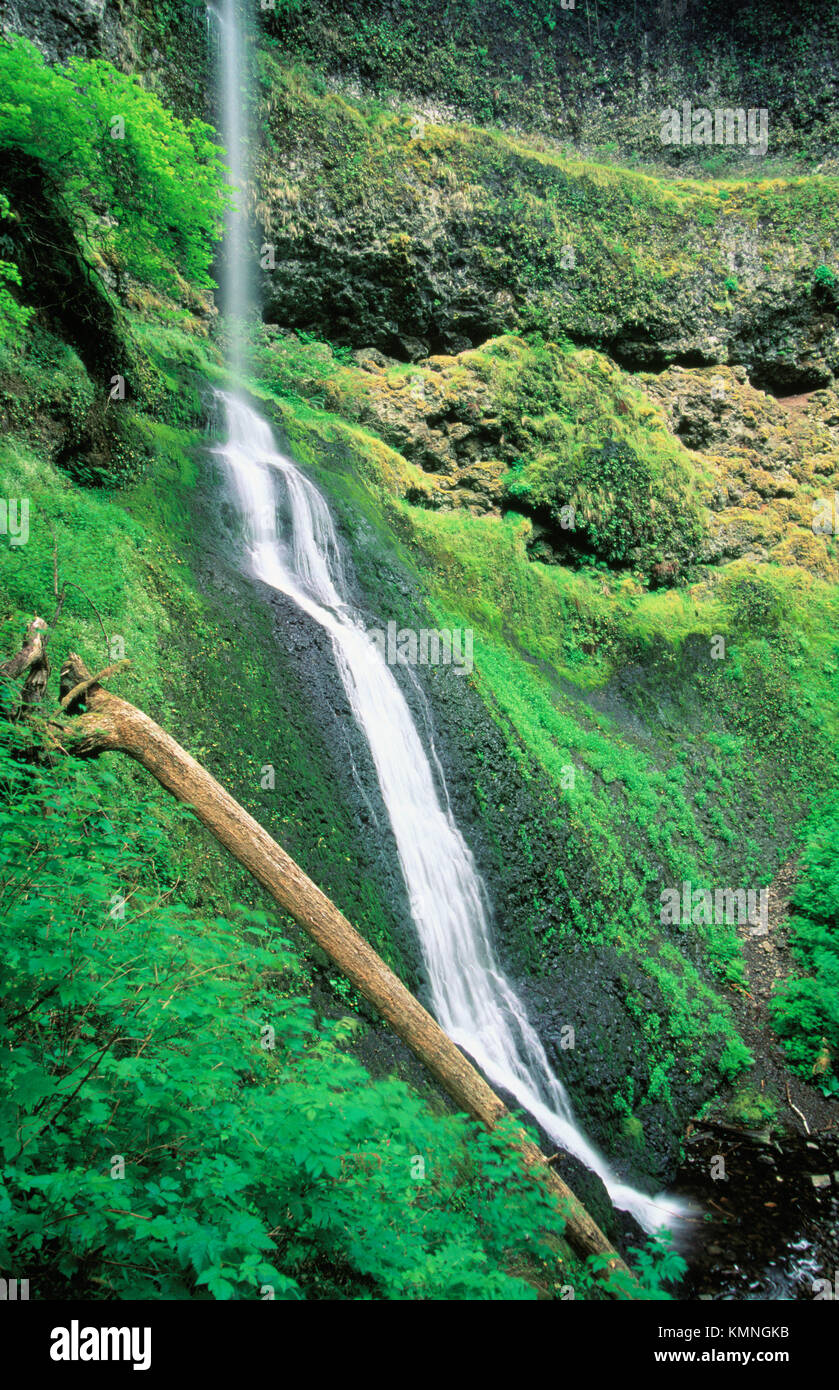 Waterfall. Silver Falls State Park. Oregon. USA Stock Photo Alamy