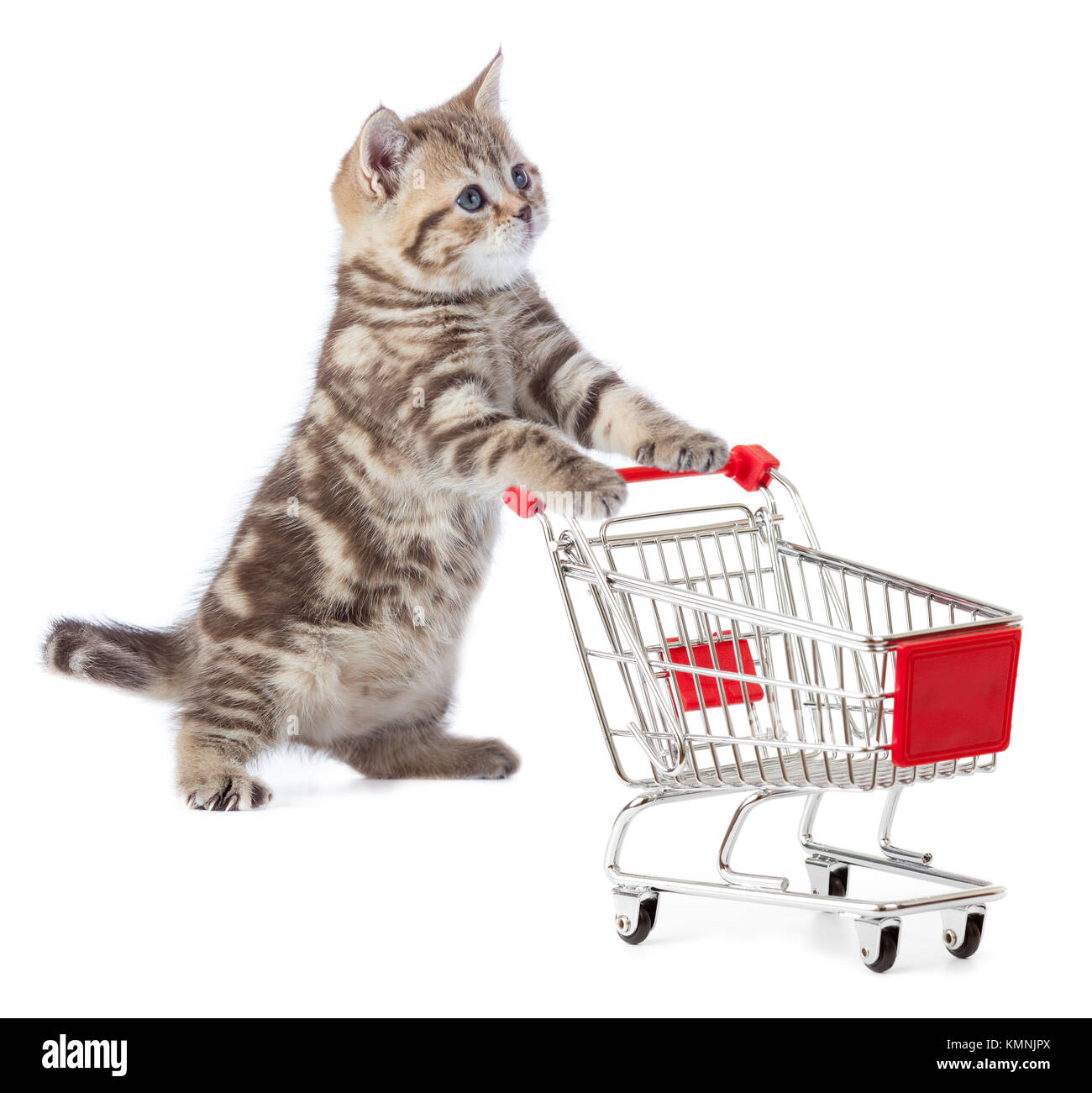 Funny cat standing with shopping cart Stock Photo - Alamy