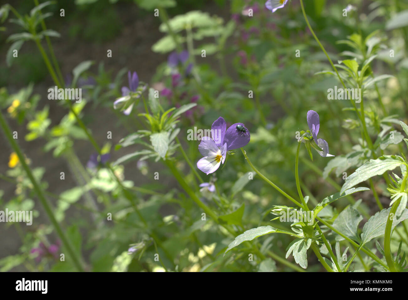 little green bug on petal of wild forest violet Stock Photo