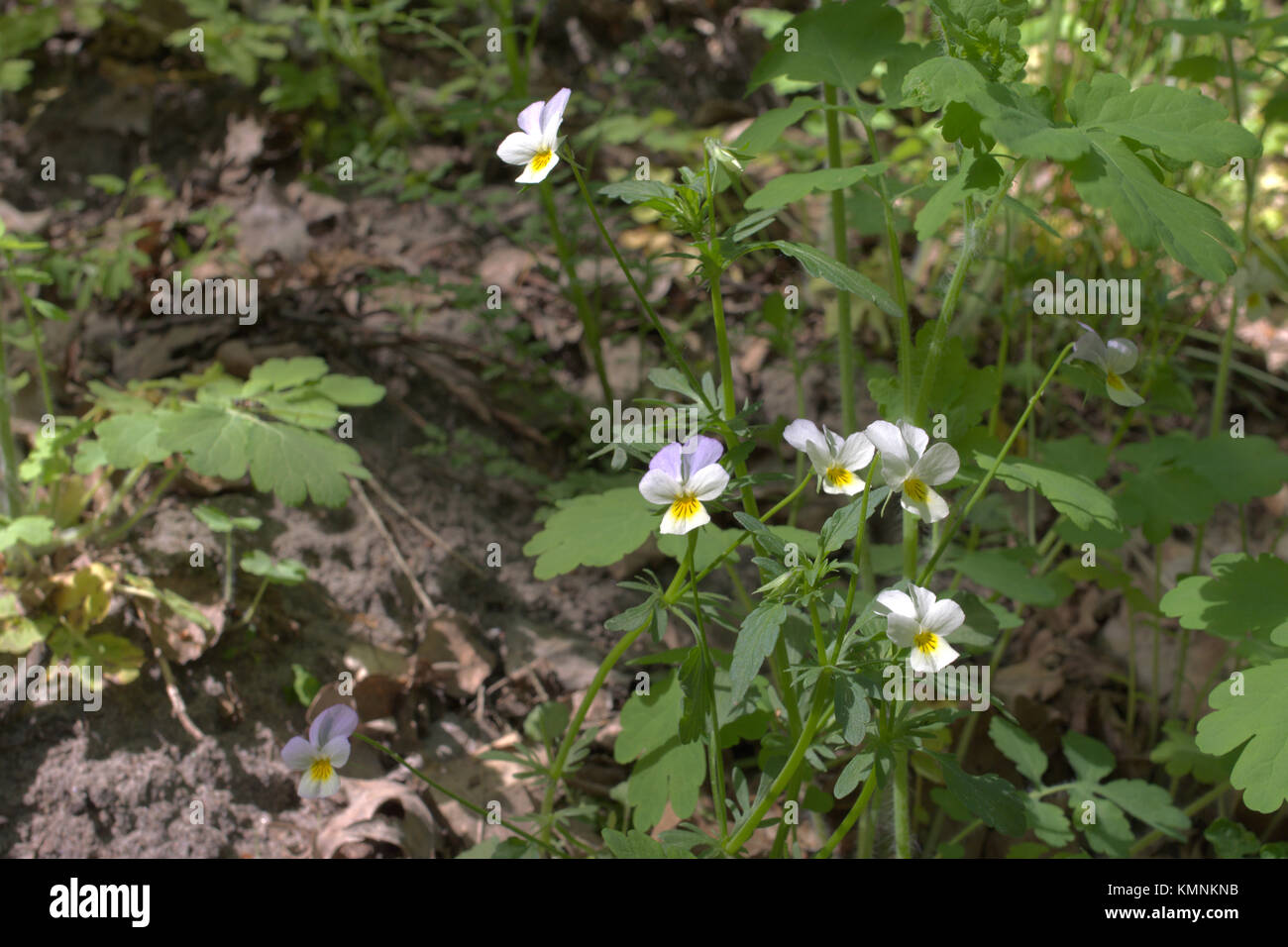 bunch of fresh white violets growing in forest Stock Photo