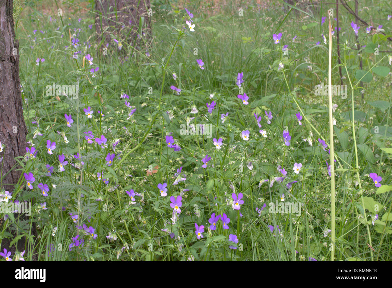 Dense thickets of garden violets in wild forest Stock Photo