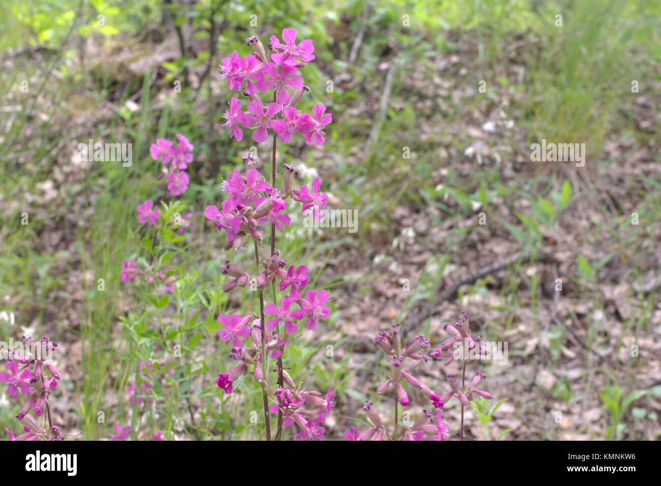 Viscaria vulgaris long plant on glade Stock Photo