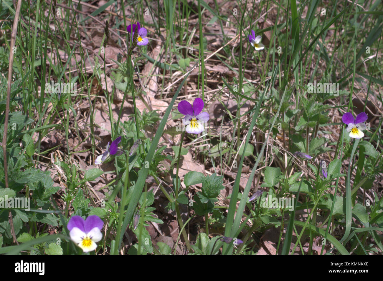 Viola tricolor purple flower among the withered leaves Stock Photo