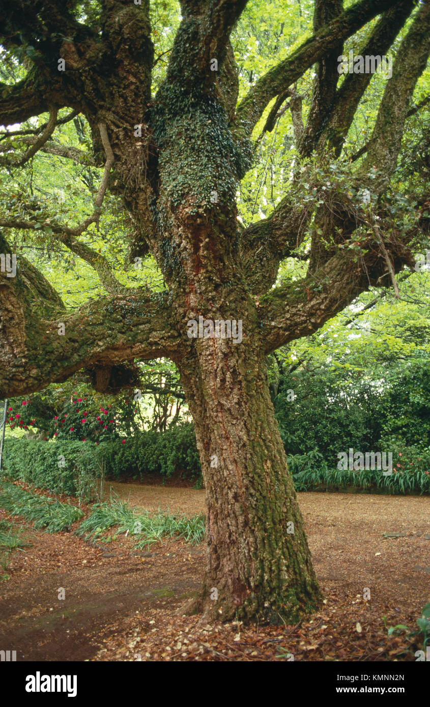 Cork Tree (Quercus suber Stock Photo Alamy