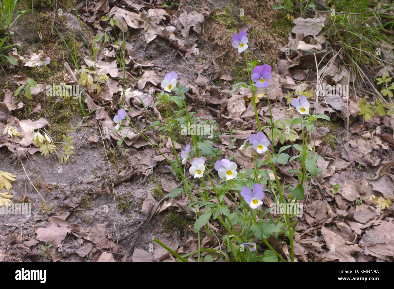 cluster of viola tricolor on sandy slope, covered with dry oaken leaves Stock Photo