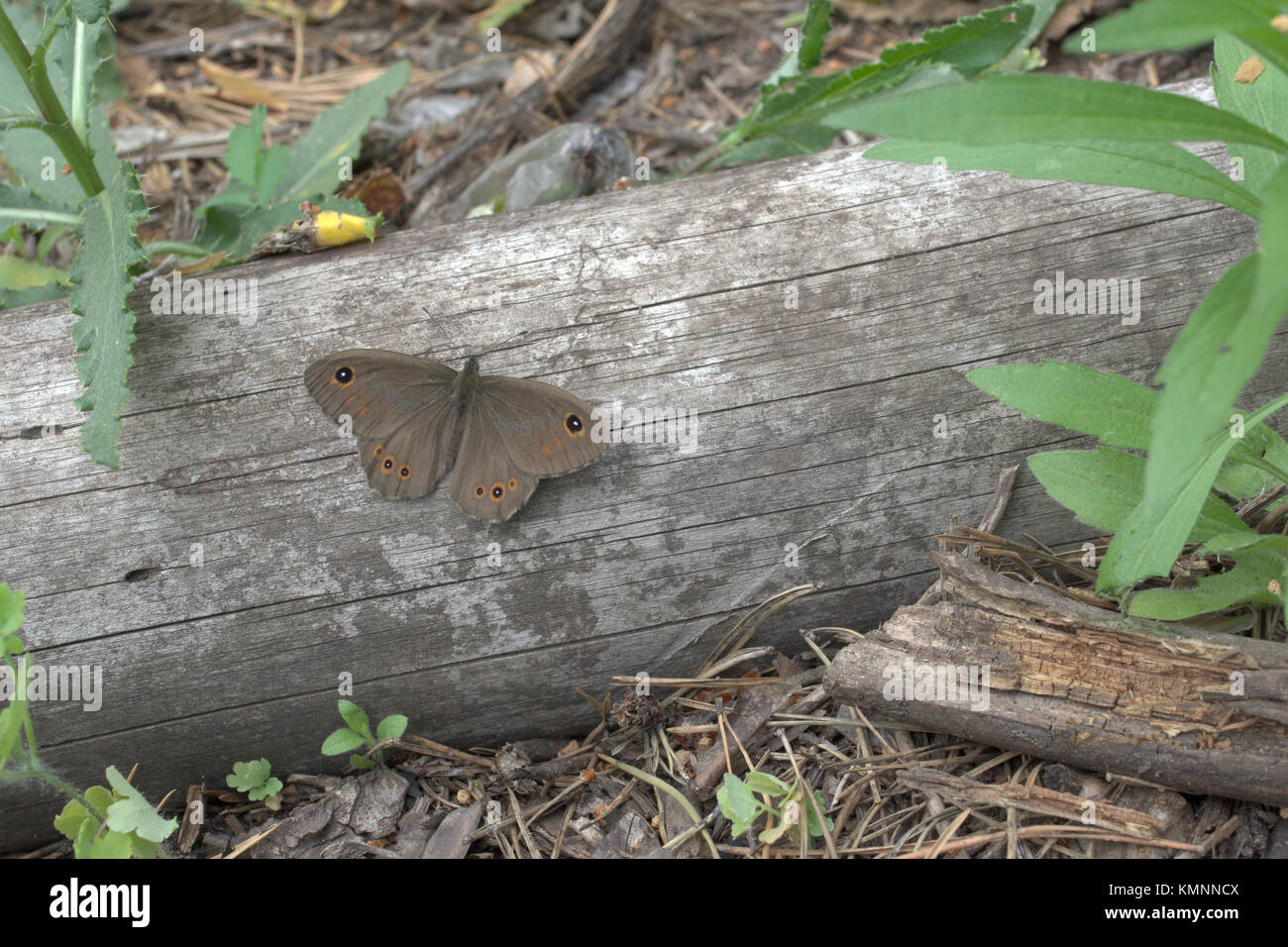 butterfly Northern Wall Brown with opened brown spotted velvety wings Stock Photo