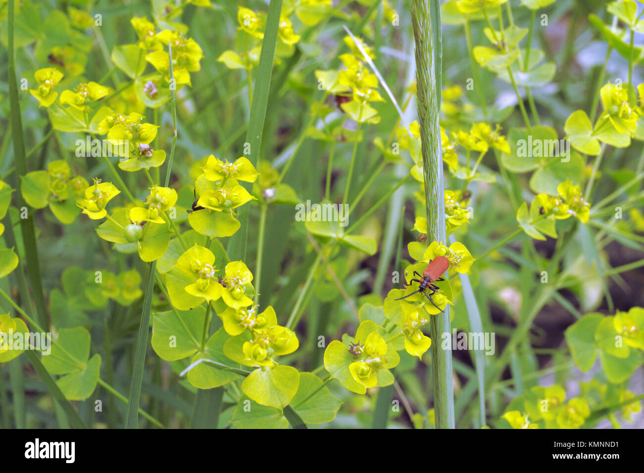 red little bug with a long moustache on leaves of leafy spurge Stock Photo
