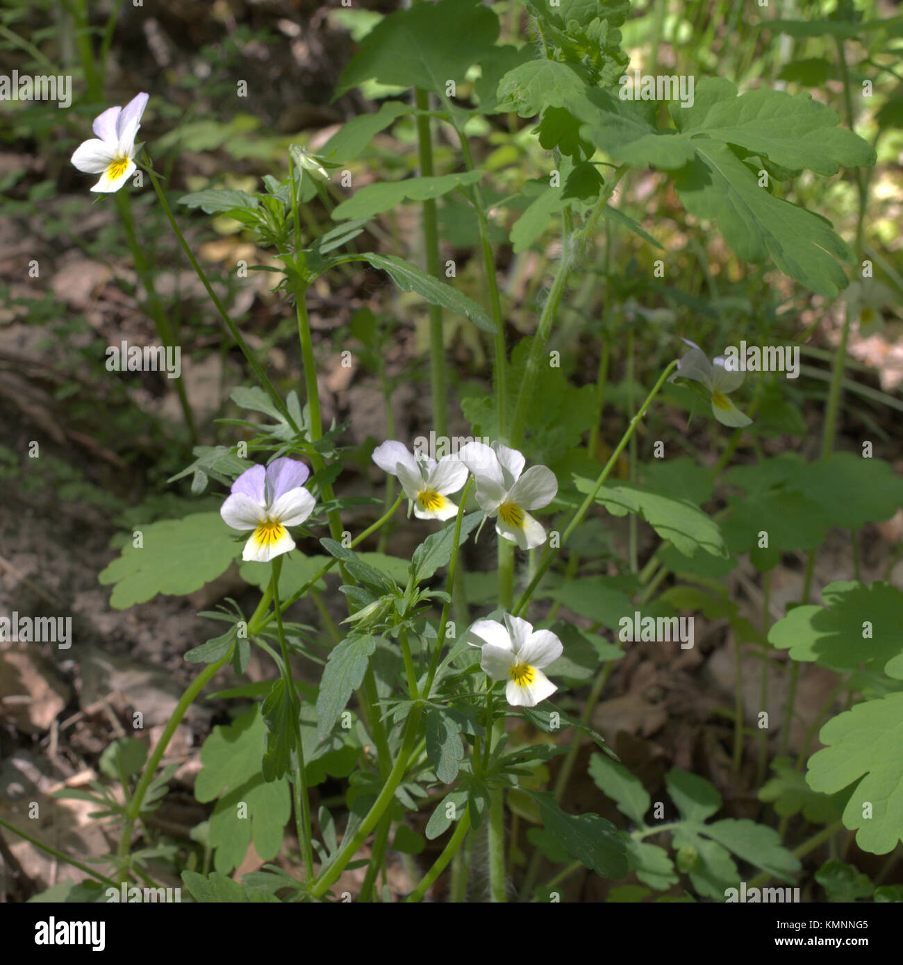 bunch of fresh white violets growing in forest. Square frame Stock Photo