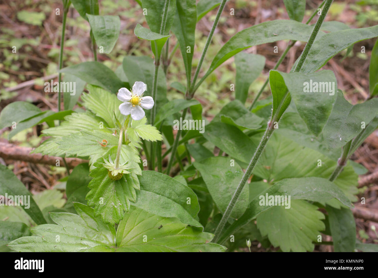 white strawberry flowers, grows in thick grass Stock Photo - Alamy