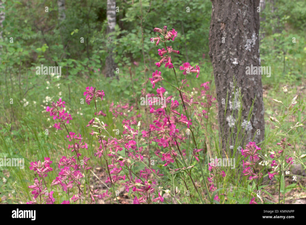 clammy campion red flowers. Viscaria vulgaris on background of hardwood forest Stock Photo