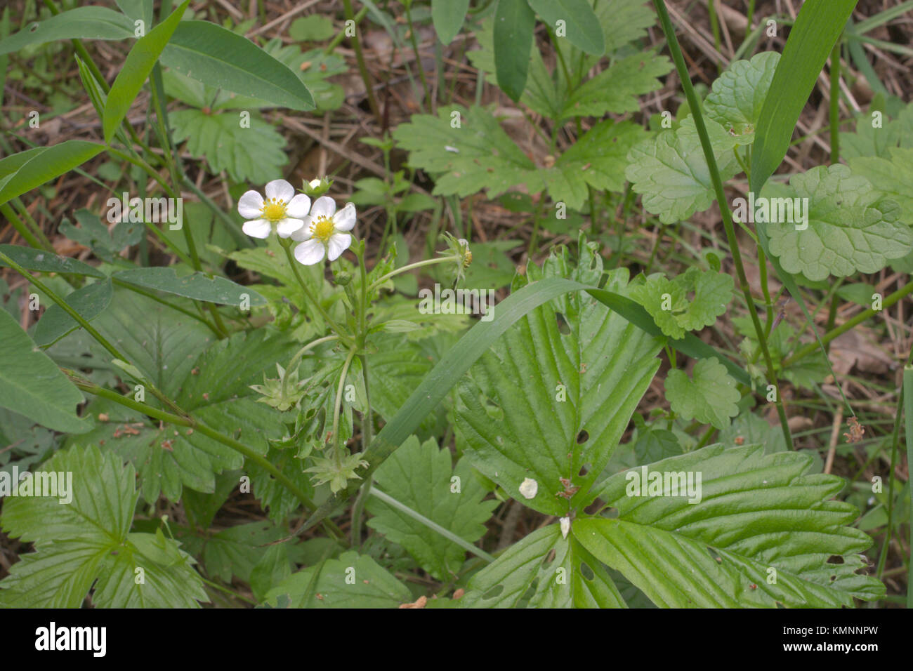 wild strawberries white flowers hidden in thick grass Stock Photo - Alamy