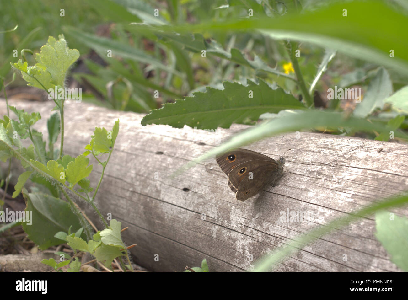 Lasiommata petropolitana butterfly sits quietly on wood trunk, with folded wings Stock Photo