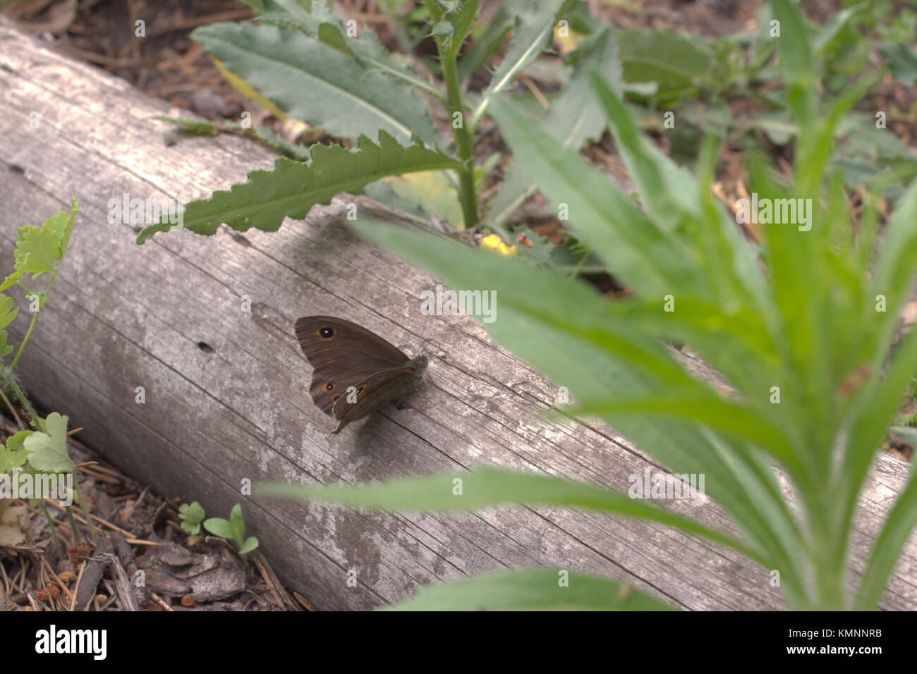 Northern Wall Brown butterfly opens wings for flying, sitting on tree trunk Stock Photo