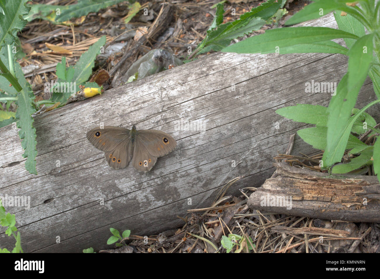 Lasiommata petropolitana butterfly with opened brown spotted velvety wings Stock Photo