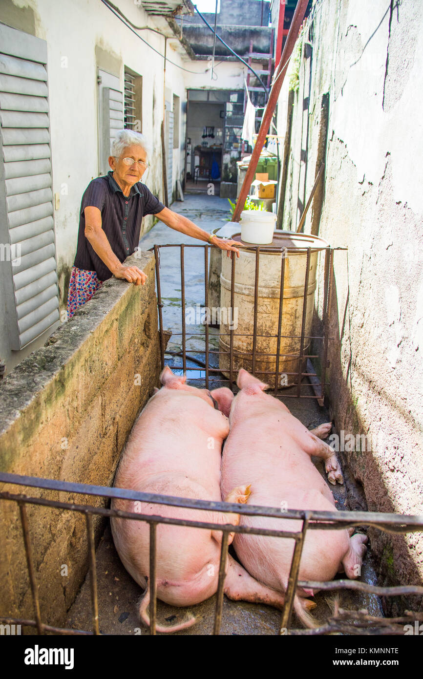 Pigs in a home pen in Cienfuegos, Cuba Stock Photo