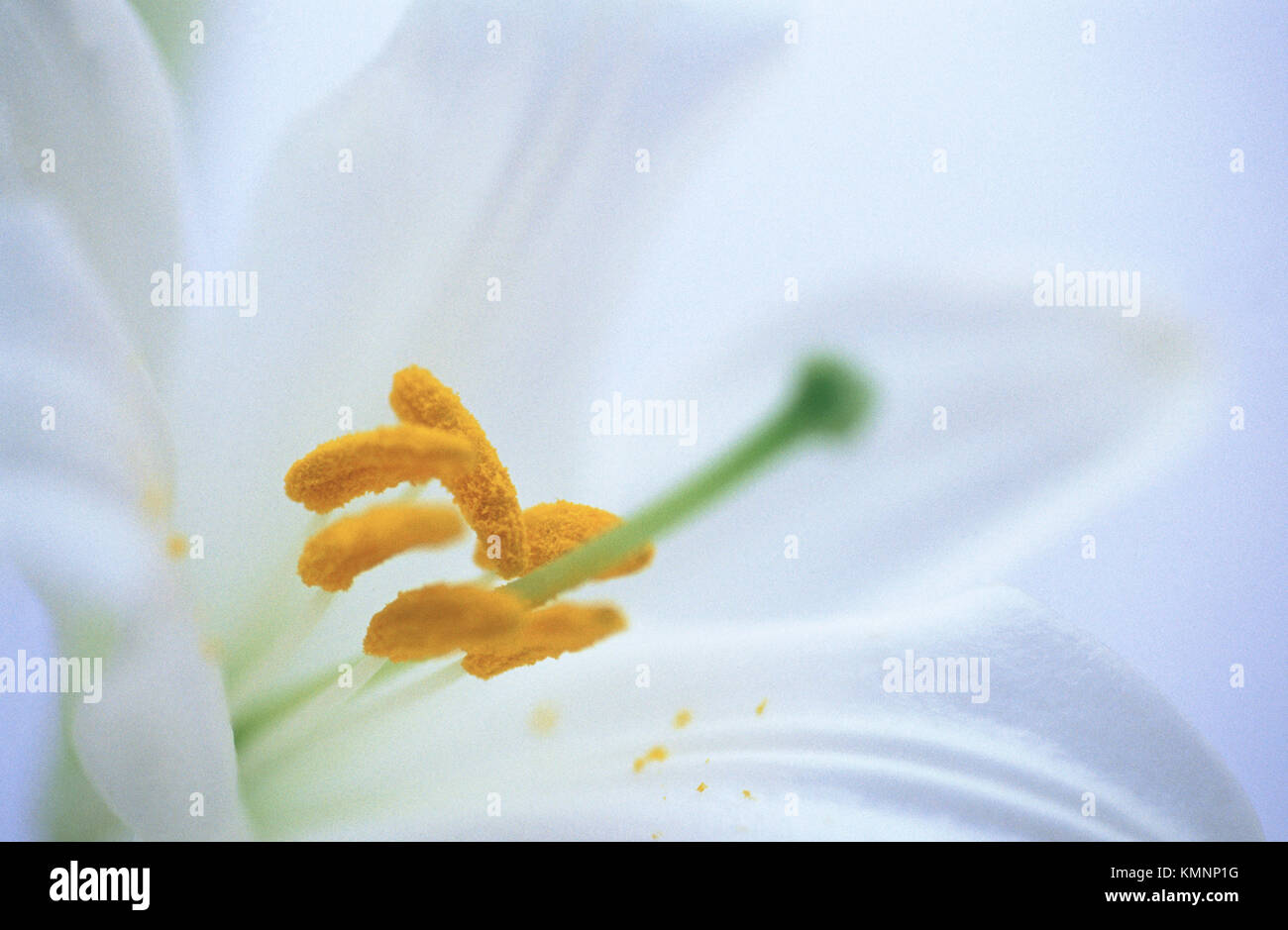 Madonna Lily (Lilium candidum Stock Photo - Alamy