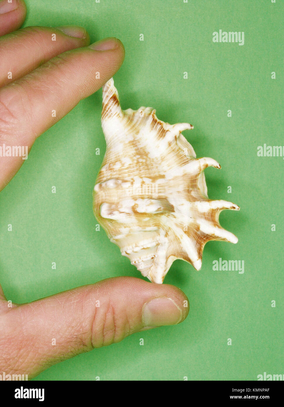 Concha animal hi-res stock photography and images - Alamy