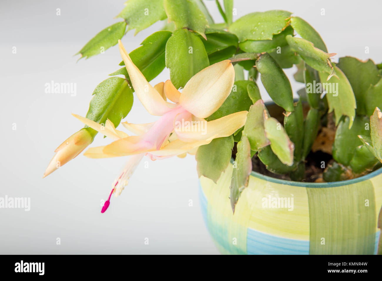 Blooming Pink Christmas Cactus schlumbergera in a pot isolated on white