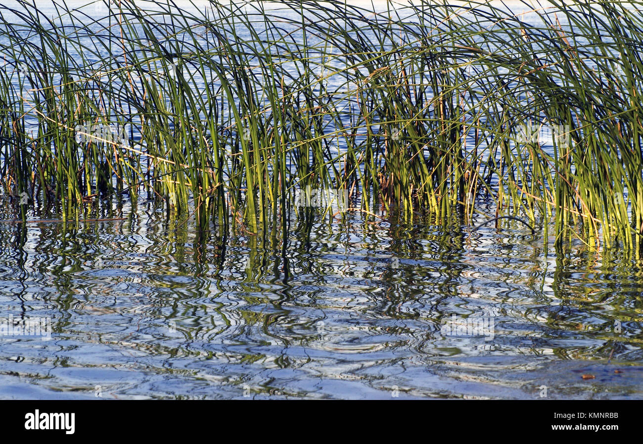 Grass in water Stock Photo Alamy