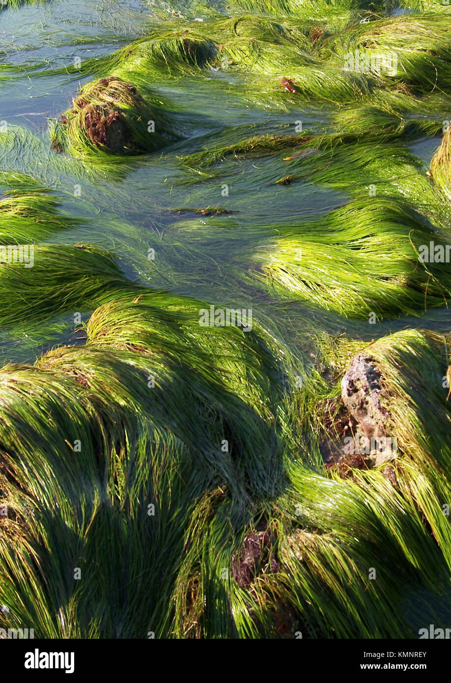tide pools in California Stock Photo Alamy