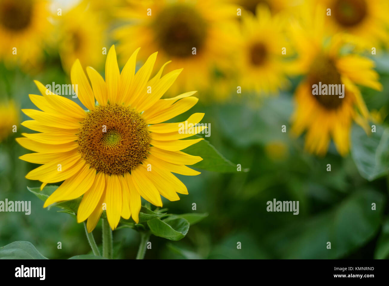 Sunflower field. One flower in the foreground in focus. In the background is a blurred field. Stock Photo