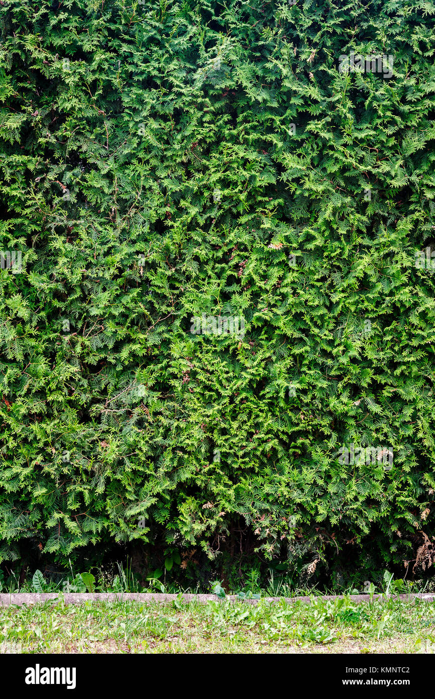 Green grass and green thuja hedge background Stock Photo