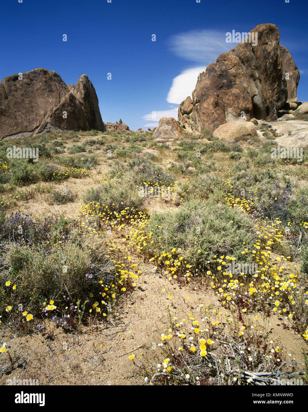 Spring wildflowers, Alabama Hills. April, late afternoon light. Inyo
