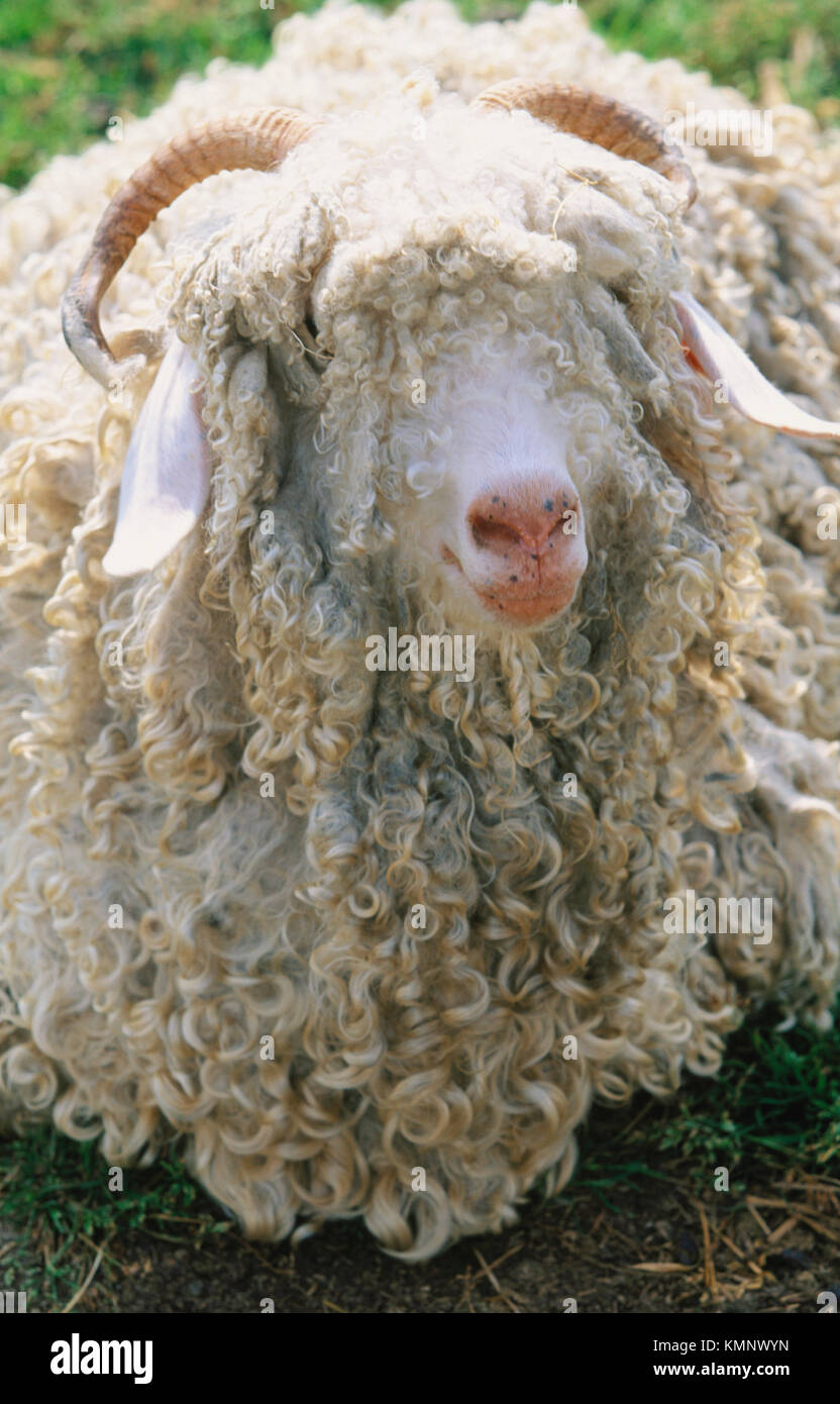 Angora sheep goats hires stock photography and images Alamy
