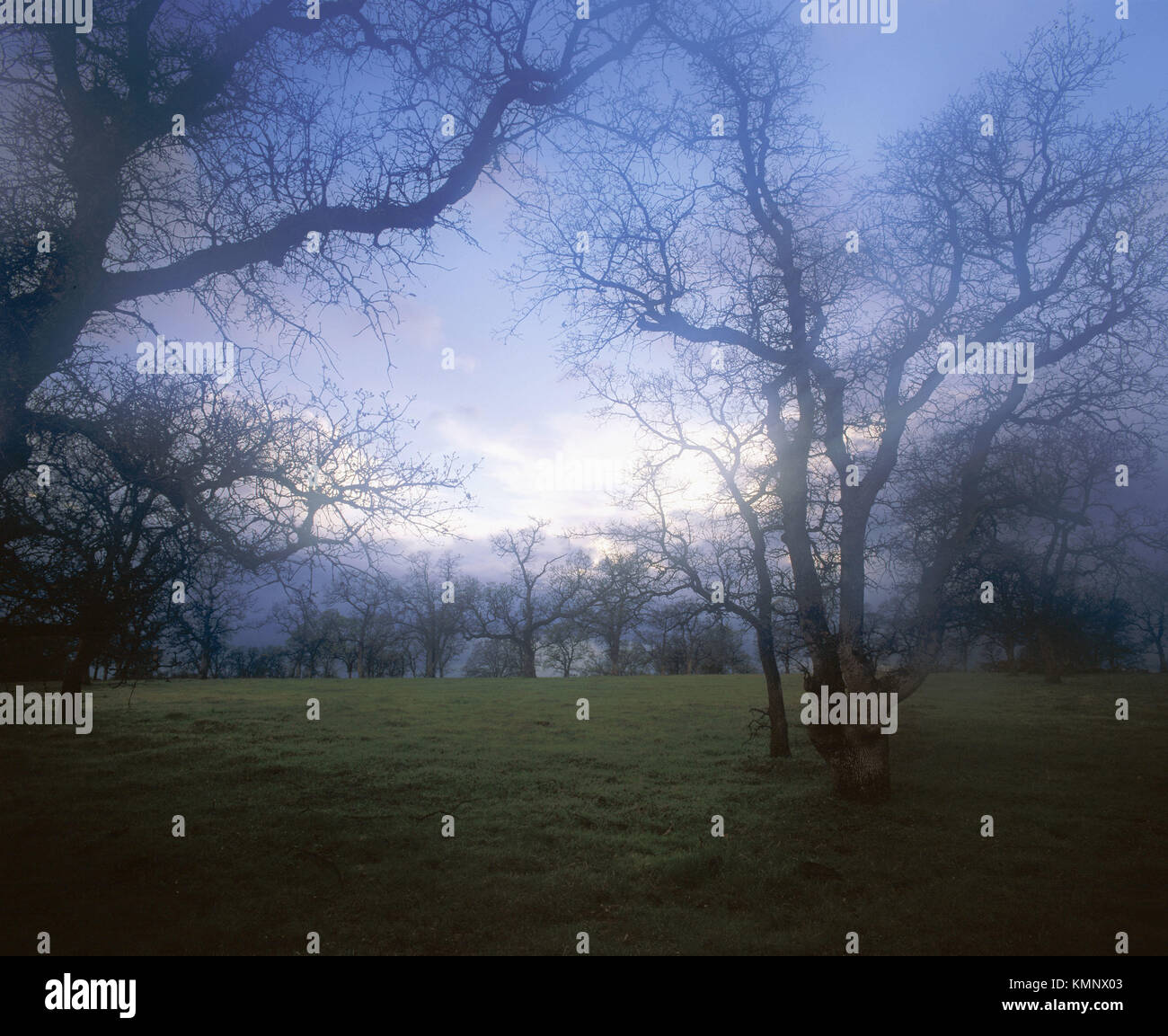 Clearing storm. Oak trees. Sierra foothills. Tehama county, Northern