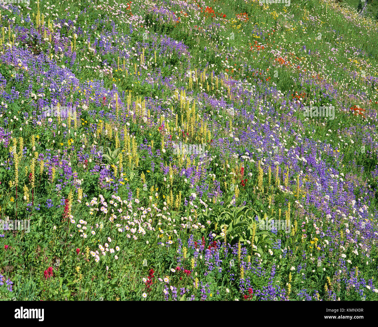 Summer wildflowers bloom in a mountain meadow on Mazama Ridge. Mount