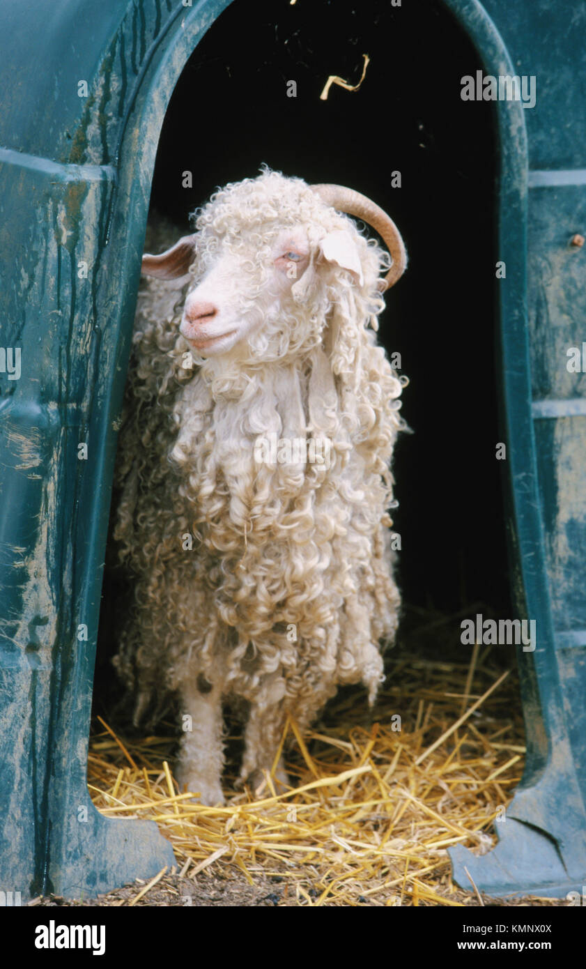 Angora sheep goats hires stock photography and images Alamy