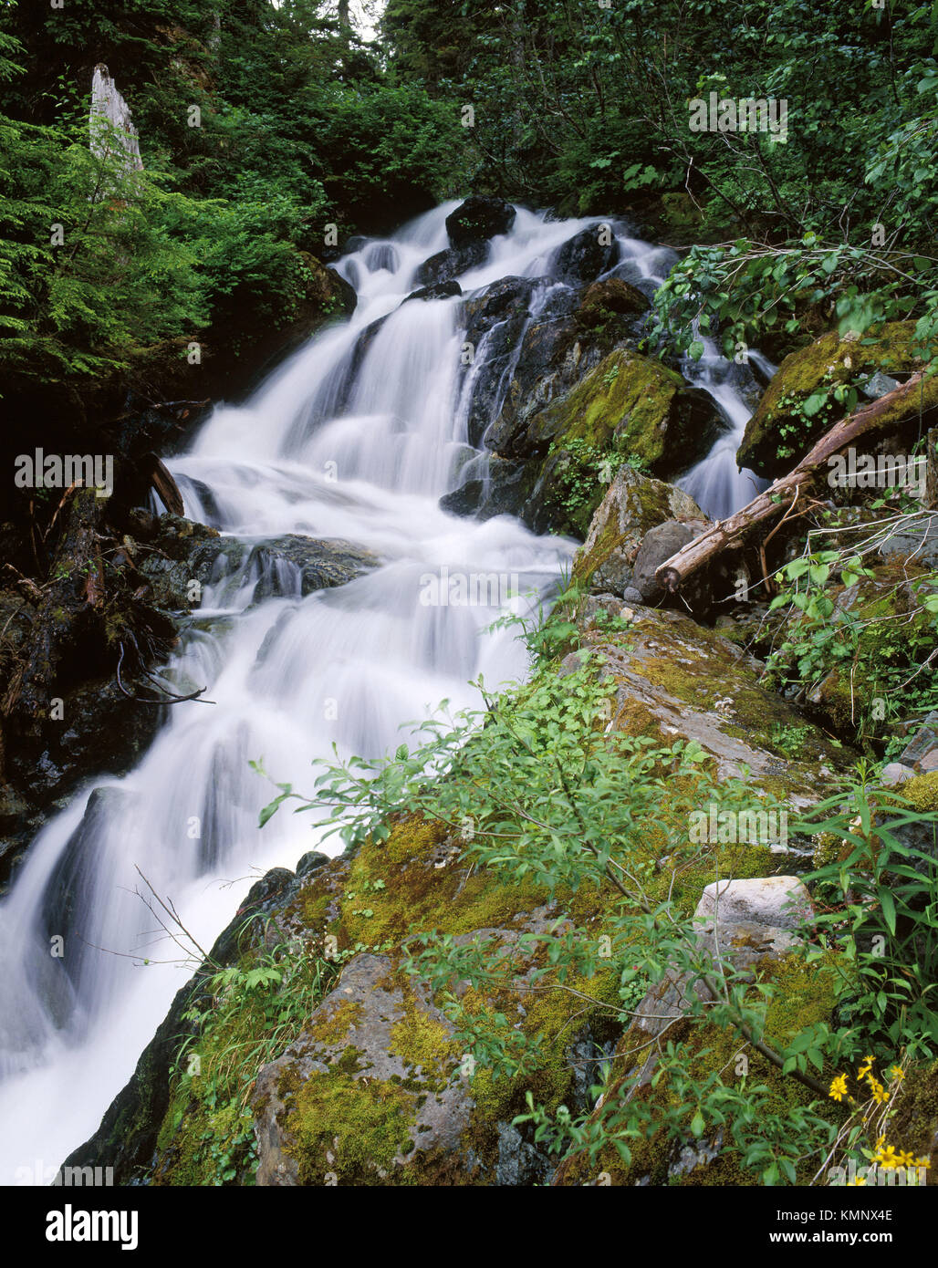 Nooksack Falls, Nooksack River. Mount BakerSnoqualmie National Forest
