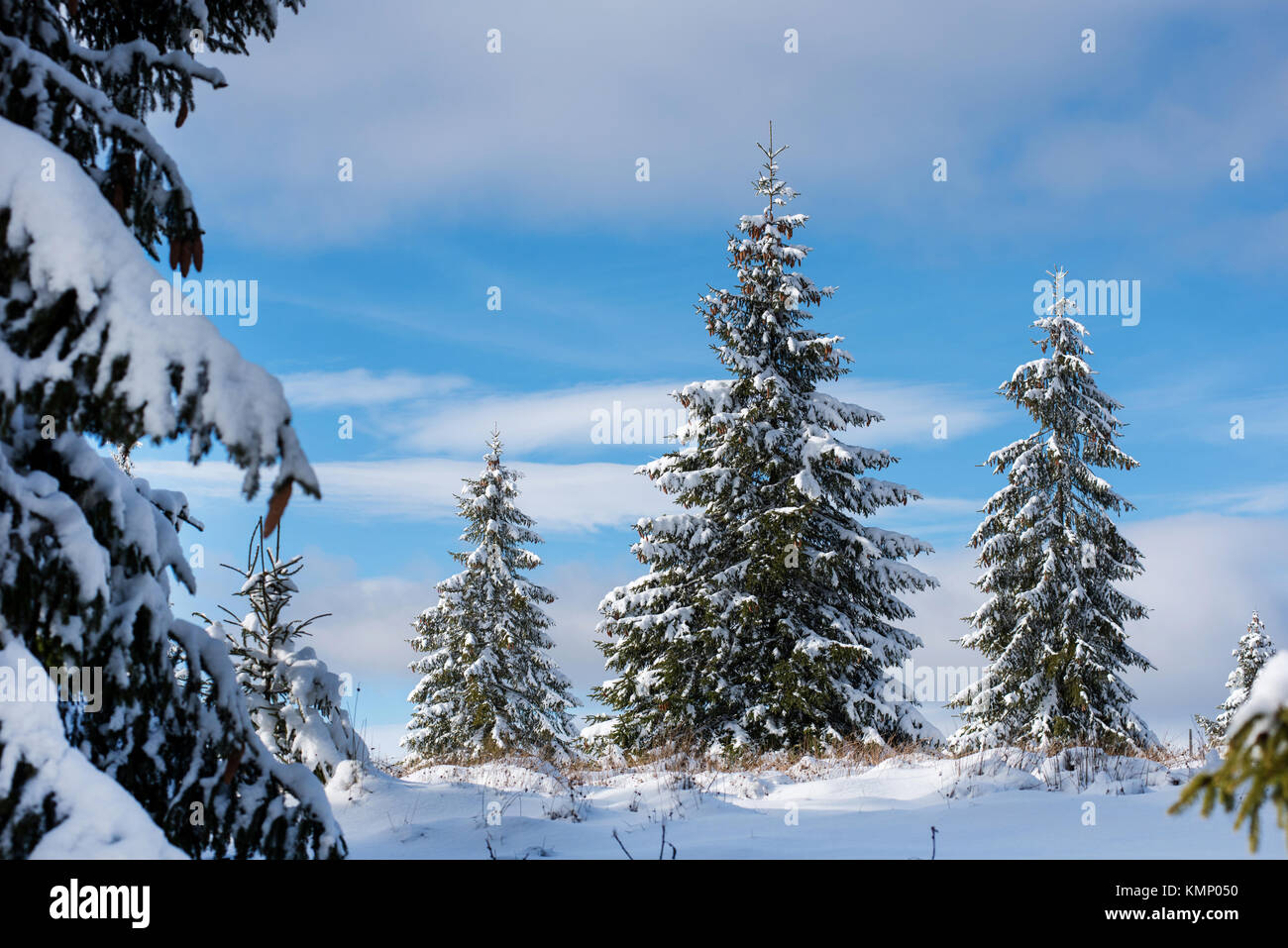 Winter fir trees in the mountains covered with fresh snow Stock Photo ...