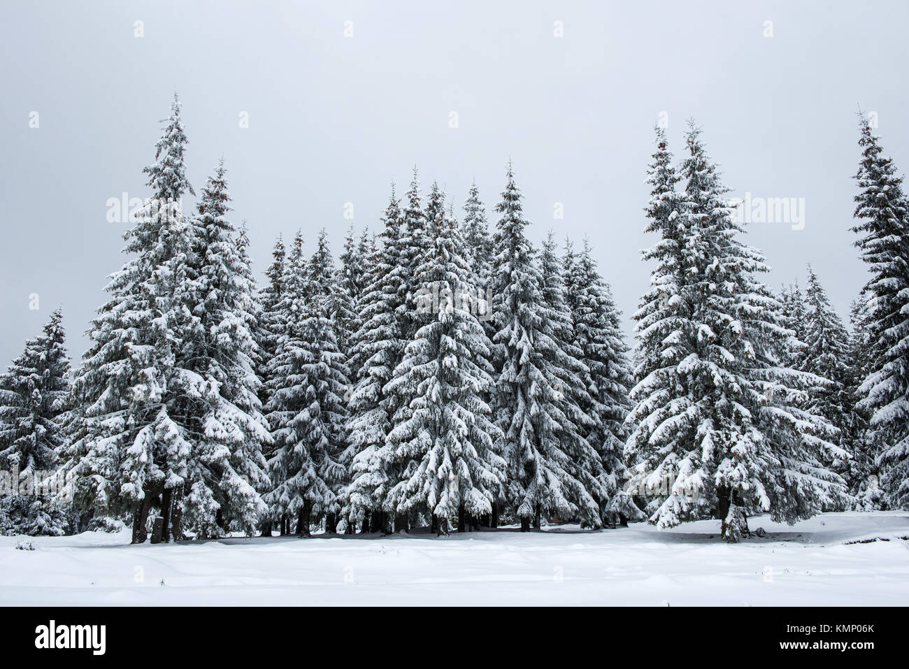 Winter fir trees in the mountains covered with fresh snow Stock Photo ...