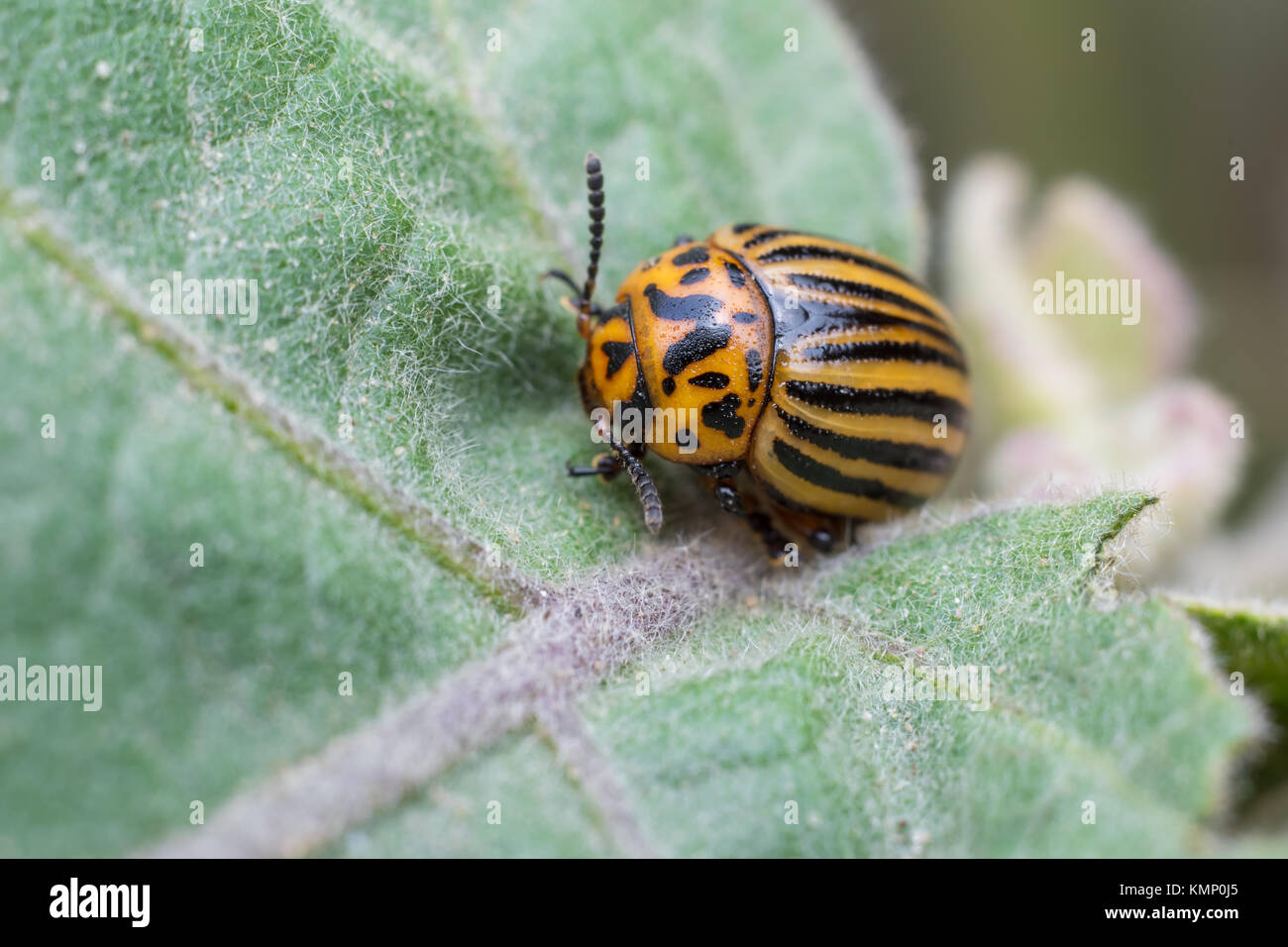 Colorado potato beetle feeding on eggplant leaves Stock Photo Alamy