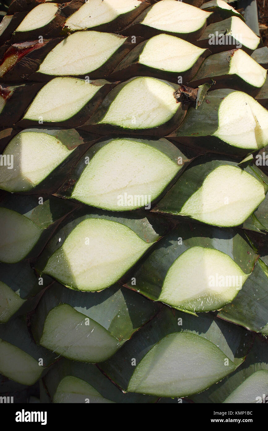Tequila Agave (Agave tequilana). Guadalajara, Jalisco, Mexico Stock Photo Alamy