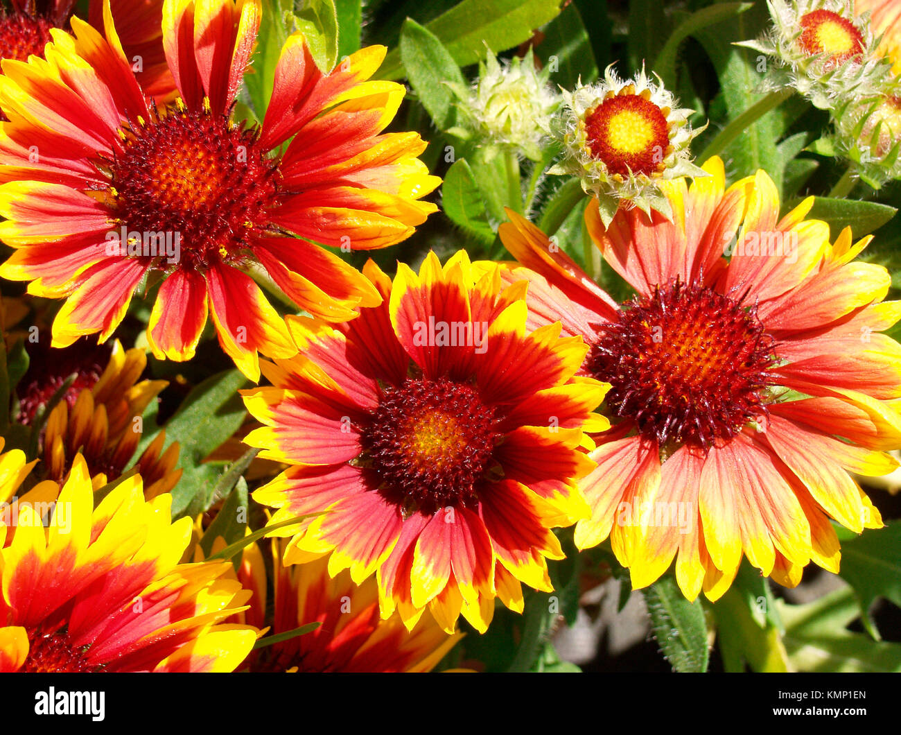 Blanketflower (Gaillardia sp Stock Photo Alamy
