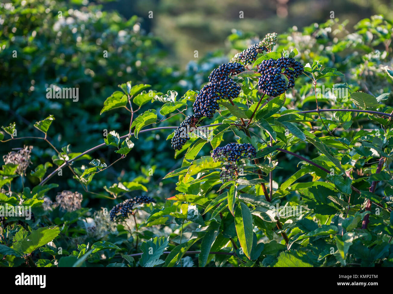 black elderberry bush, close up view Stock Photo Alamy