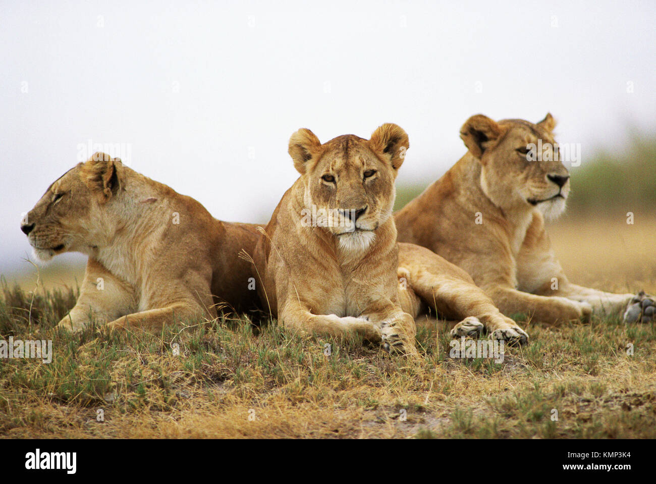 Читать 3 льва. Трое животных. Три Льва. Фото где три животных. Лев сохры.
