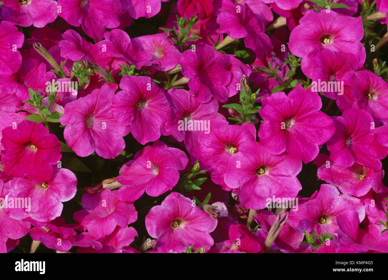 Pink Petunia flowers, closeup Stock Photo Alamy