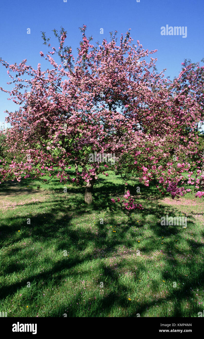 Flowering Crab Apple tree in Montreal Botanical Garden, Canada Stock